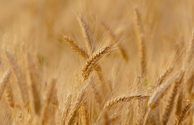 Whole Grains